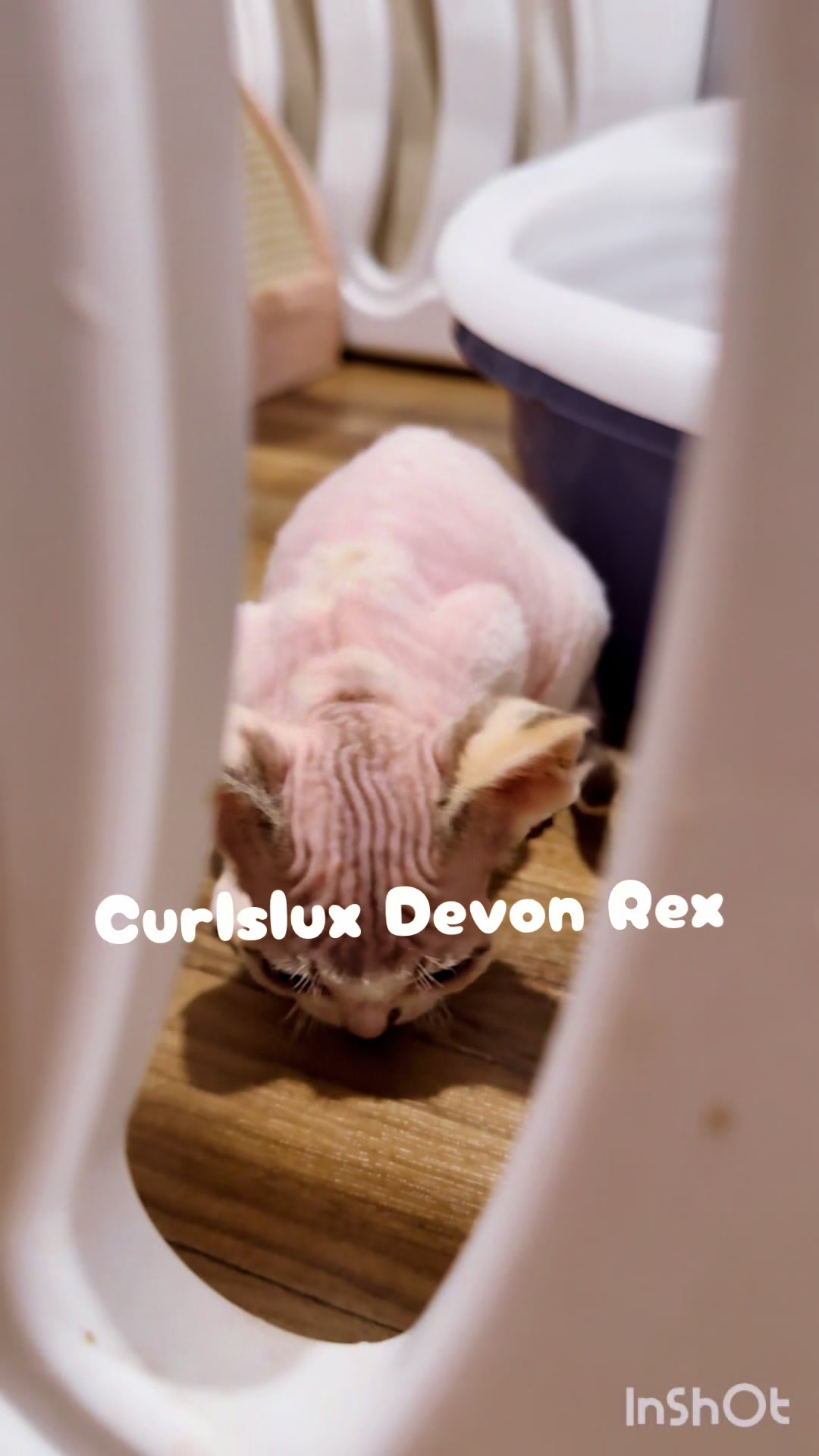 @Curlslux cattery!!๐บ๐ธ