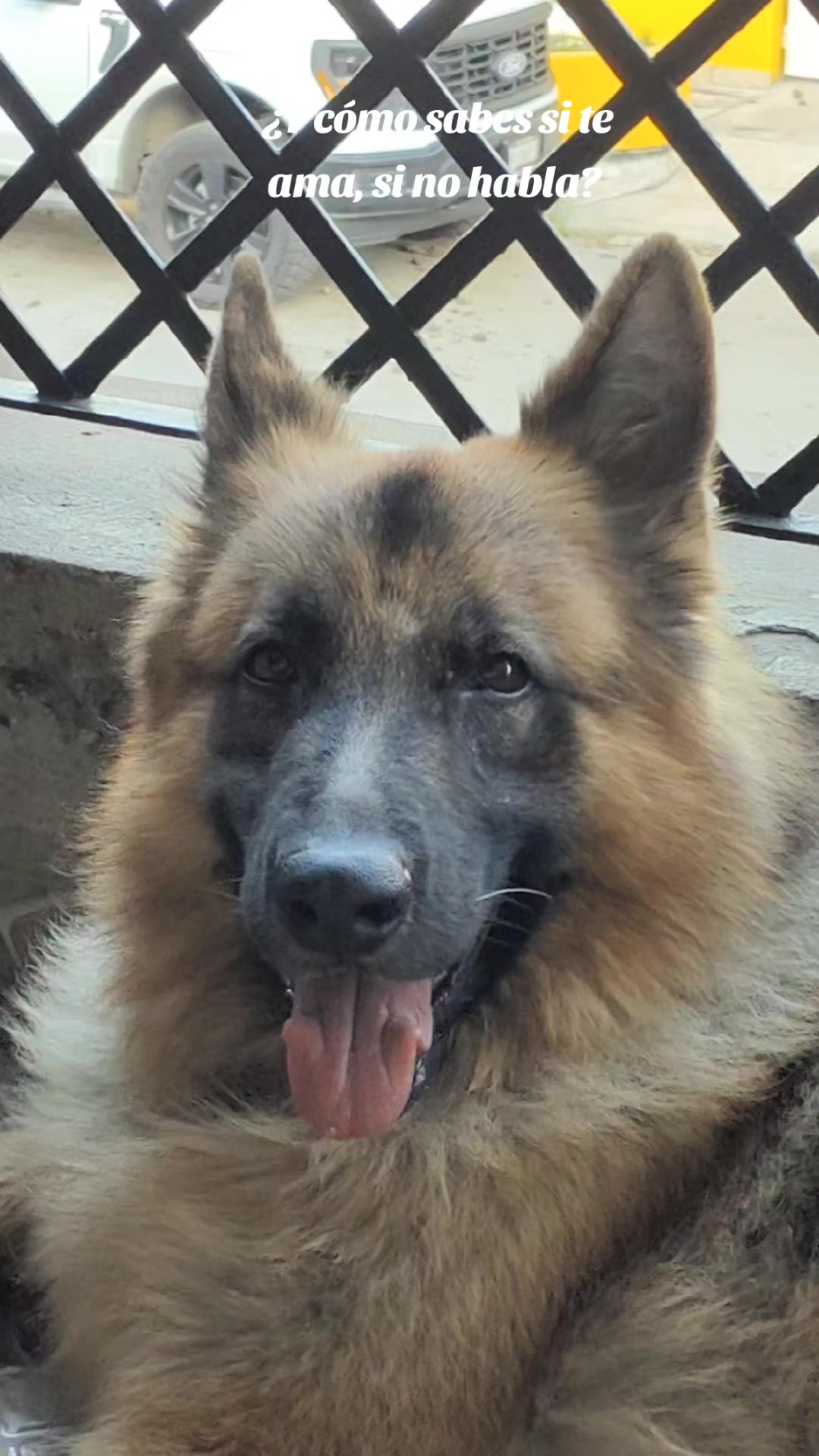 @Cachorretezeus