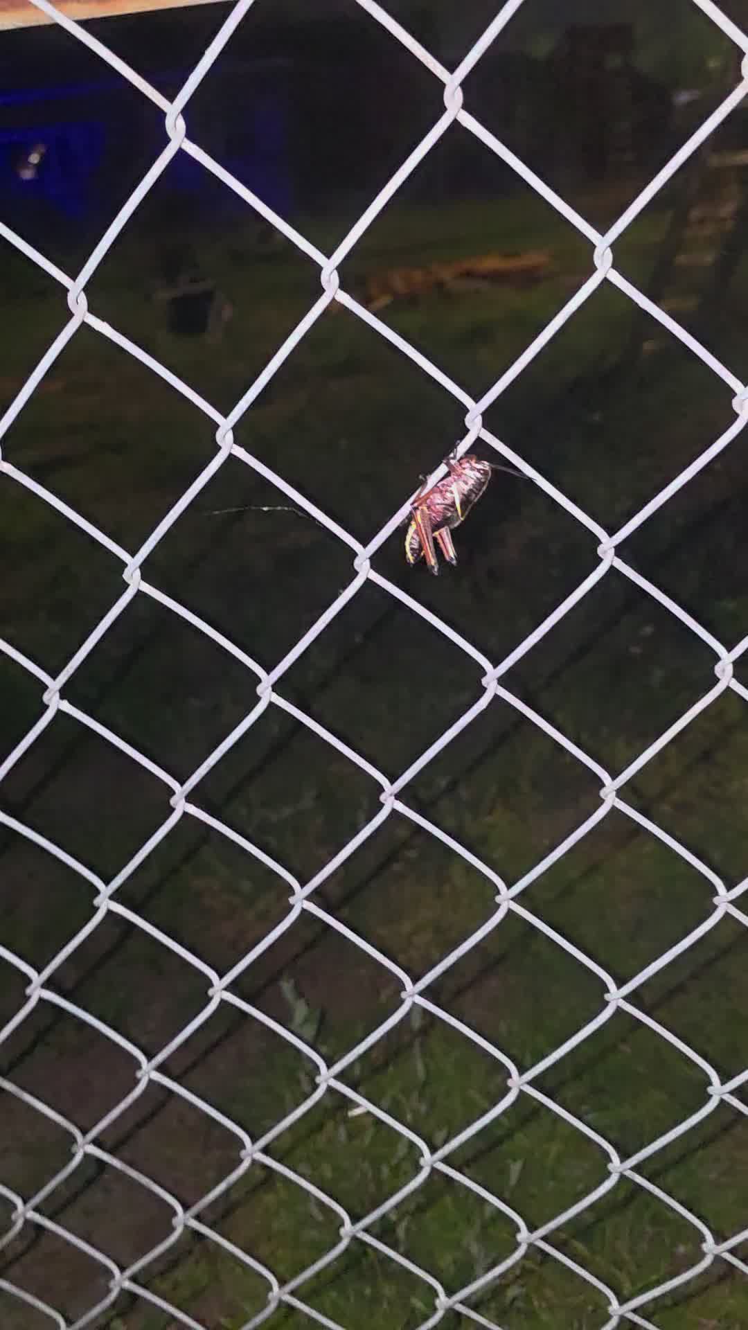 @Zap_IRL