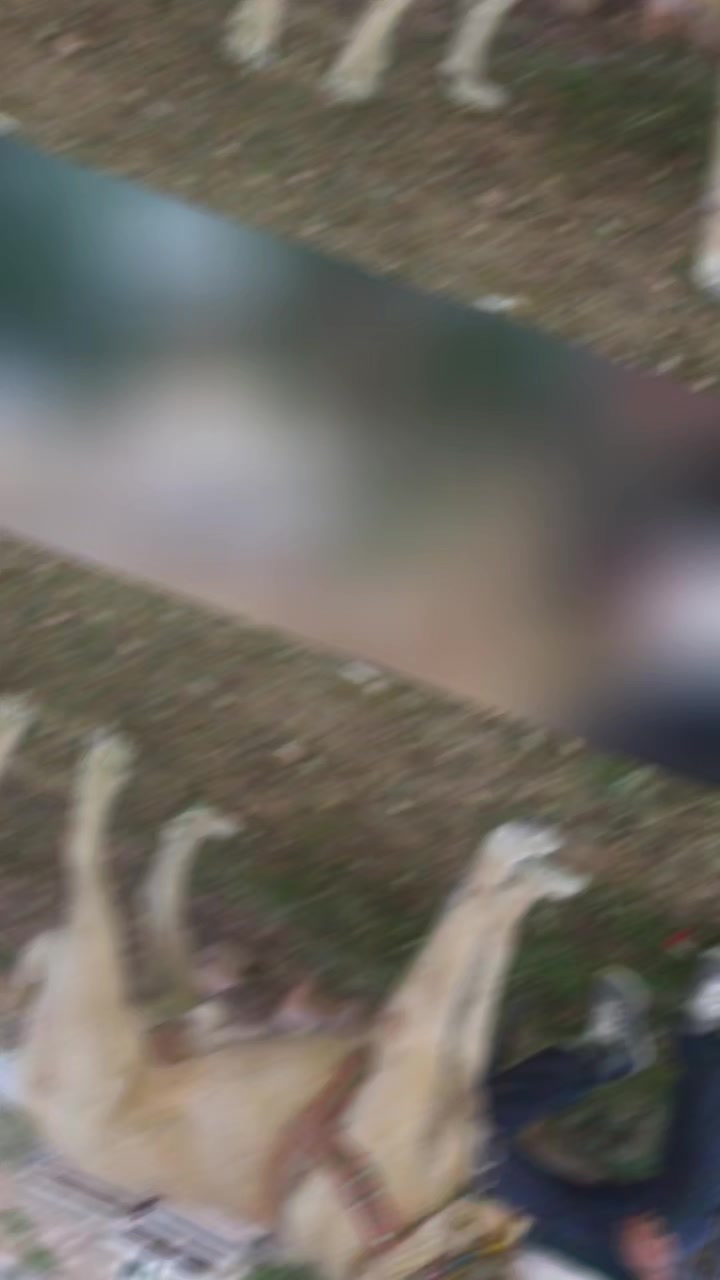 @Boz DAĞLI mmttnr Dev yarenleri