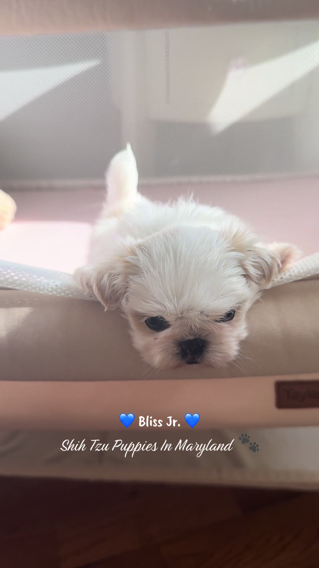 @Shih Tzu Puppies in Maryland