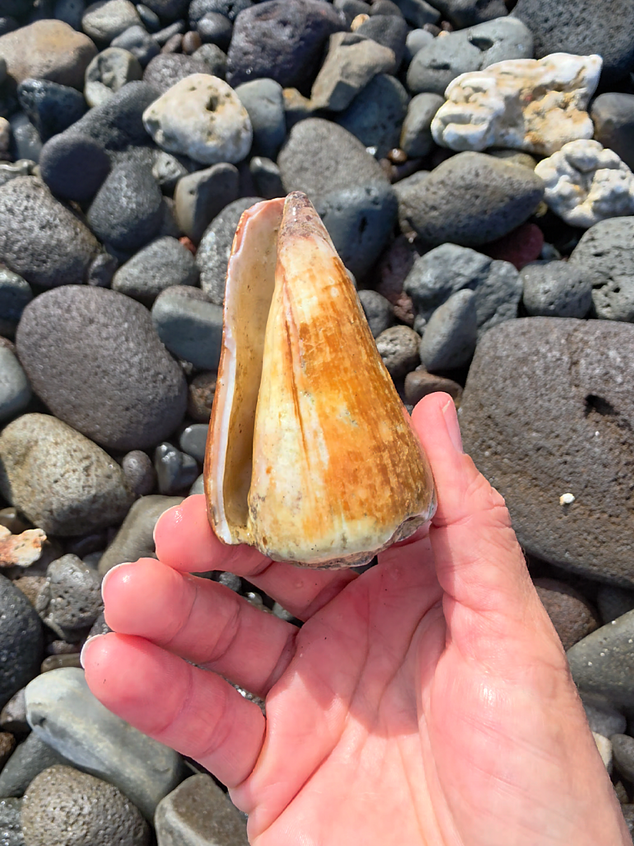 @Noe 🐚 Shells