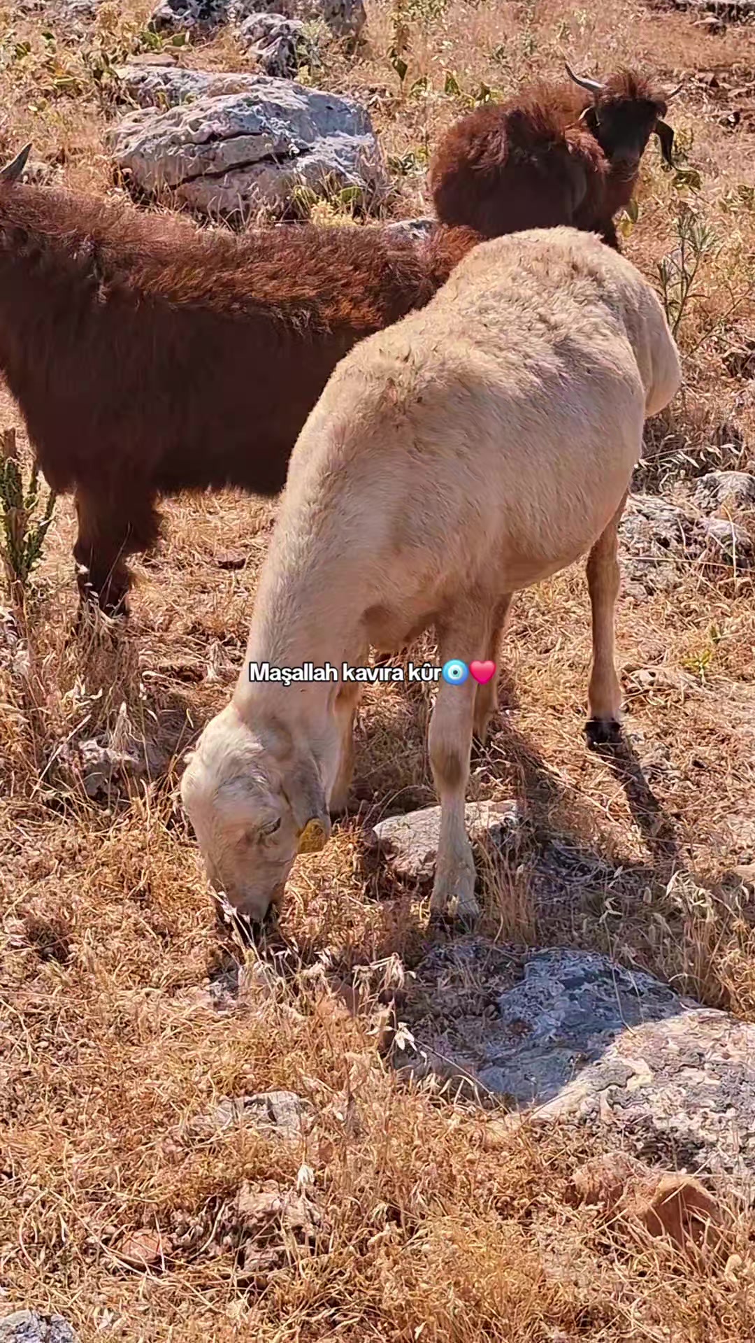 @welat_82
