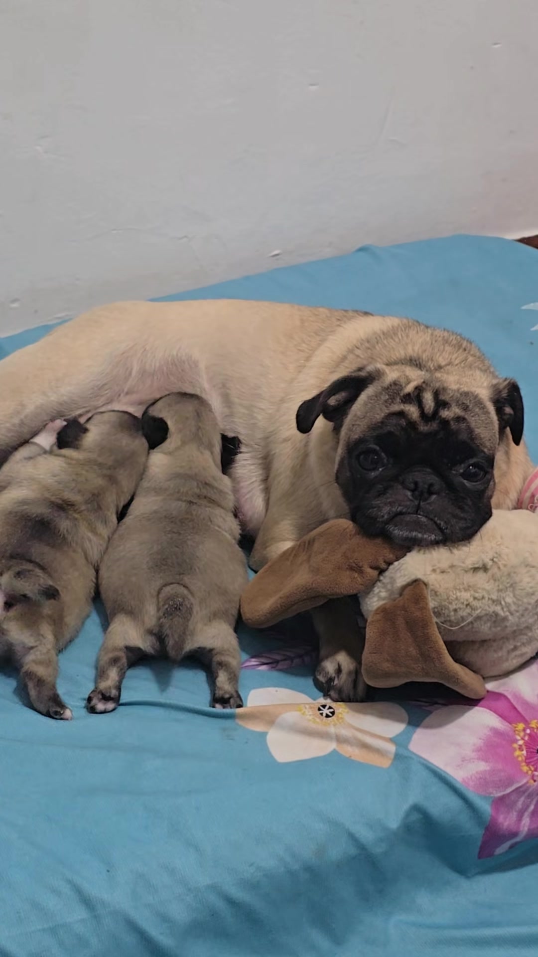 @Lizzylapug🐶🌸