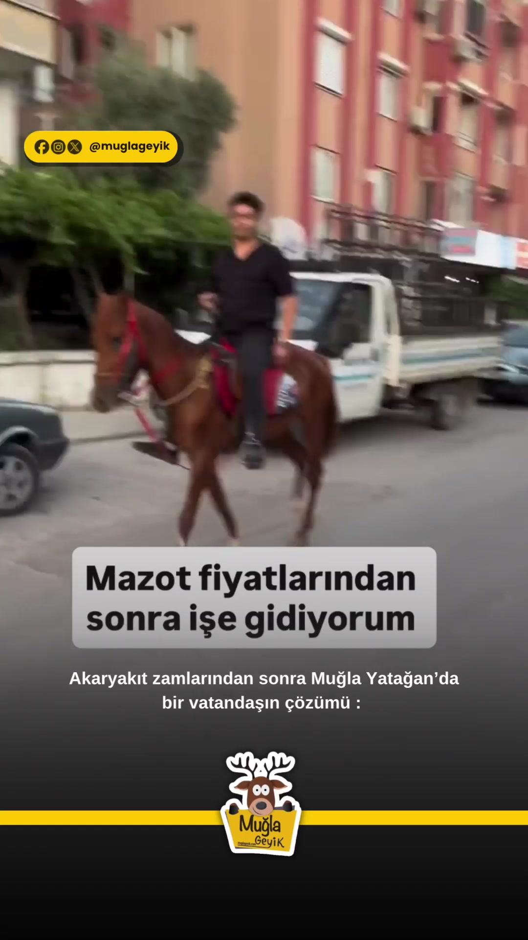 @Muğla Geyik