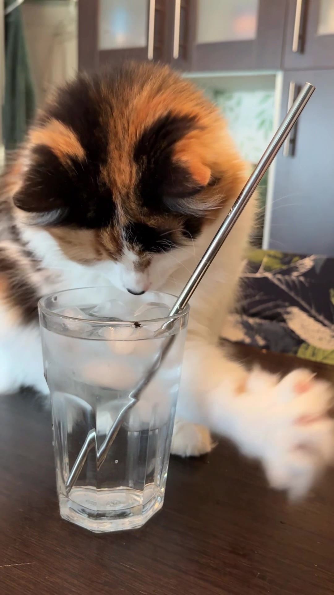 @The Oreo Cat