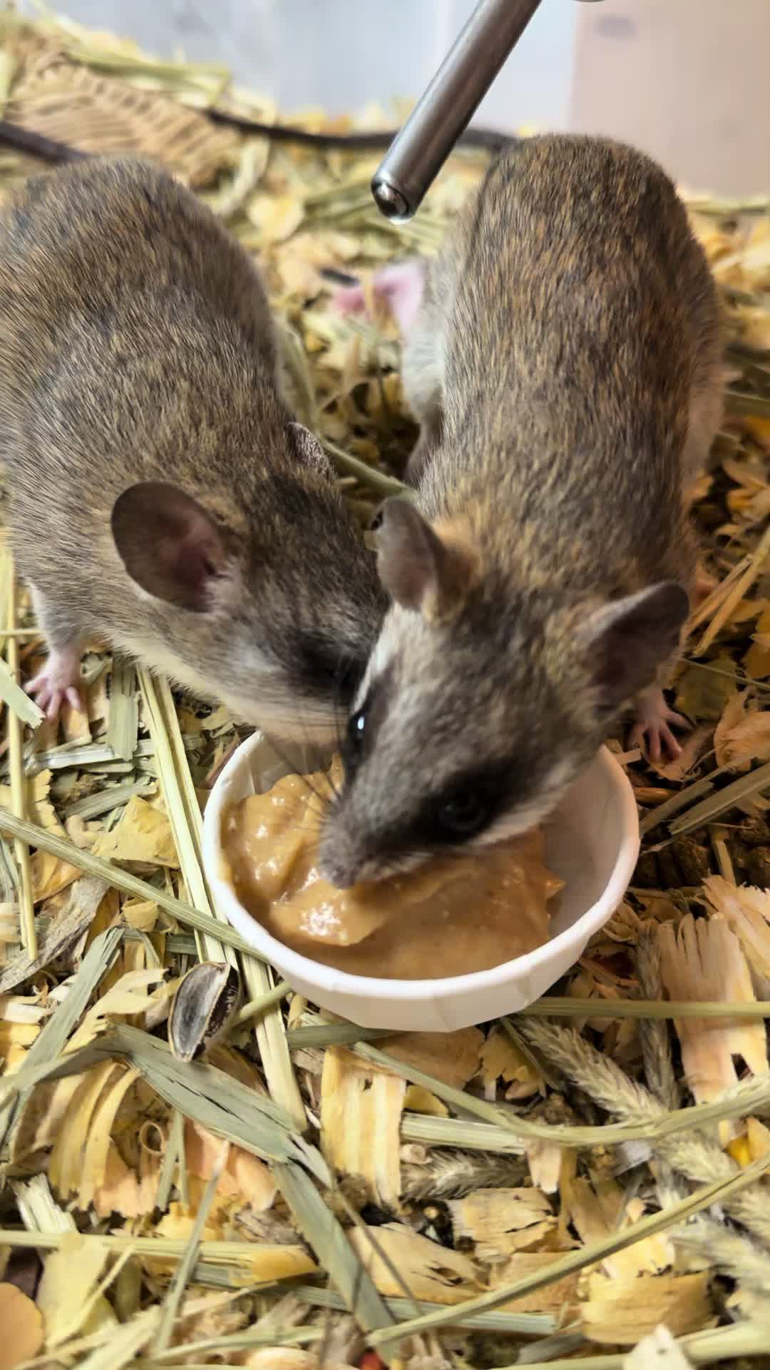 @Tiny Tails Mousery