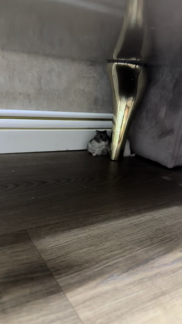 @hamster.cuppulu