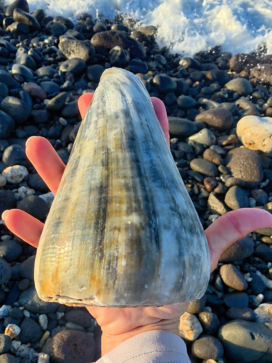 @Noe ๐ Shells