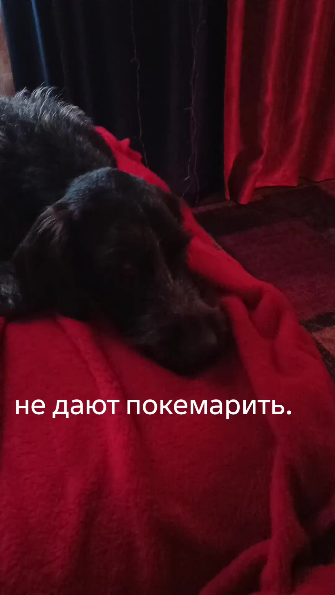 @Елена Гриценко545