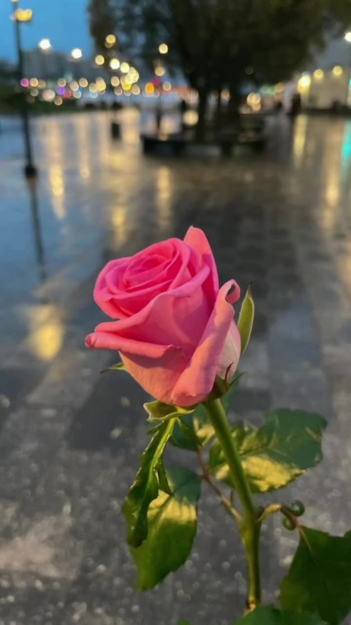 @_melek_şeker