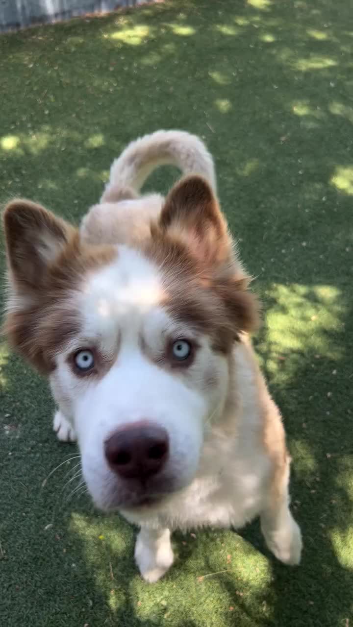 @Cane Corsos