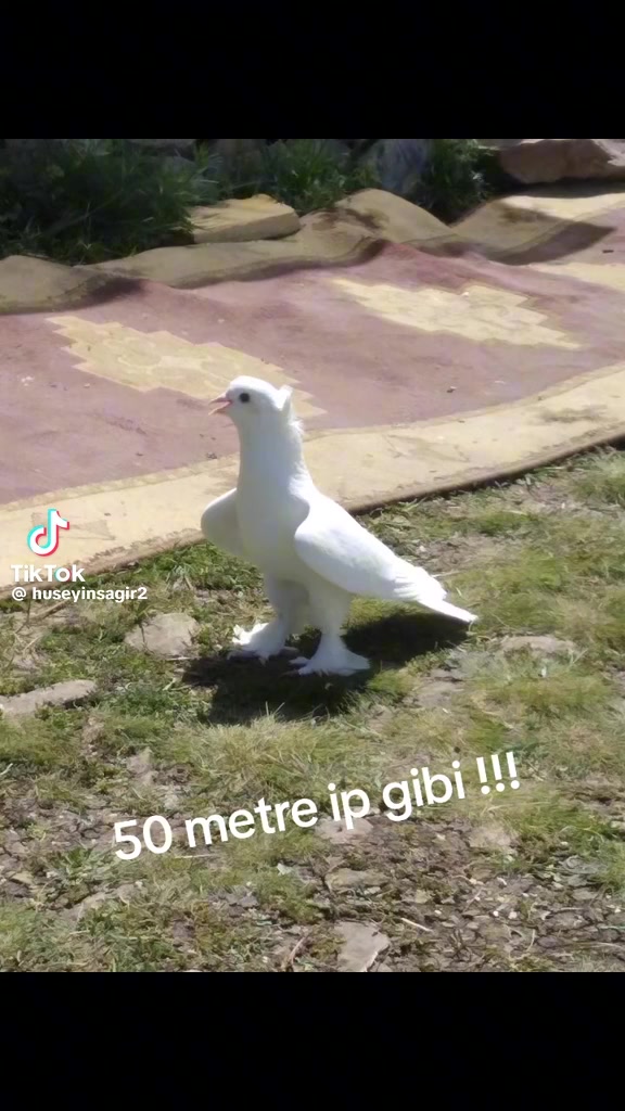 @huseyinsagir