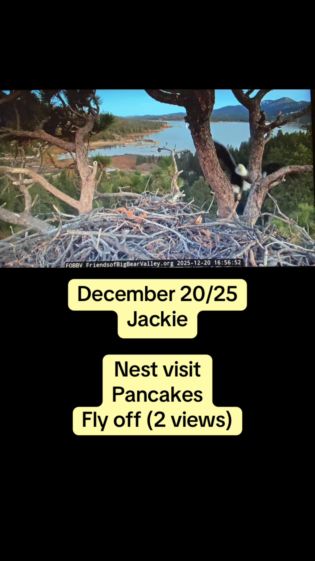 @feathery_friends_family