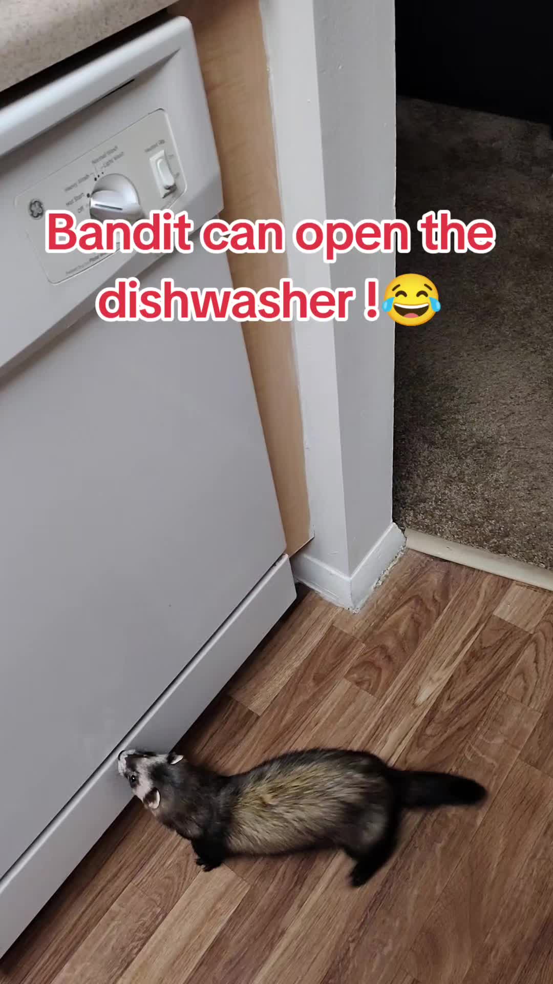 @GinnCats420