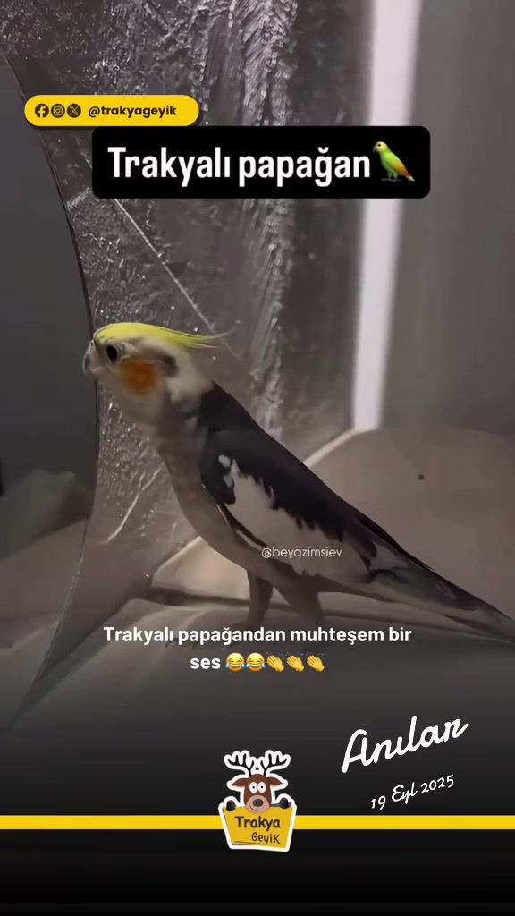 @Muğla Geyik