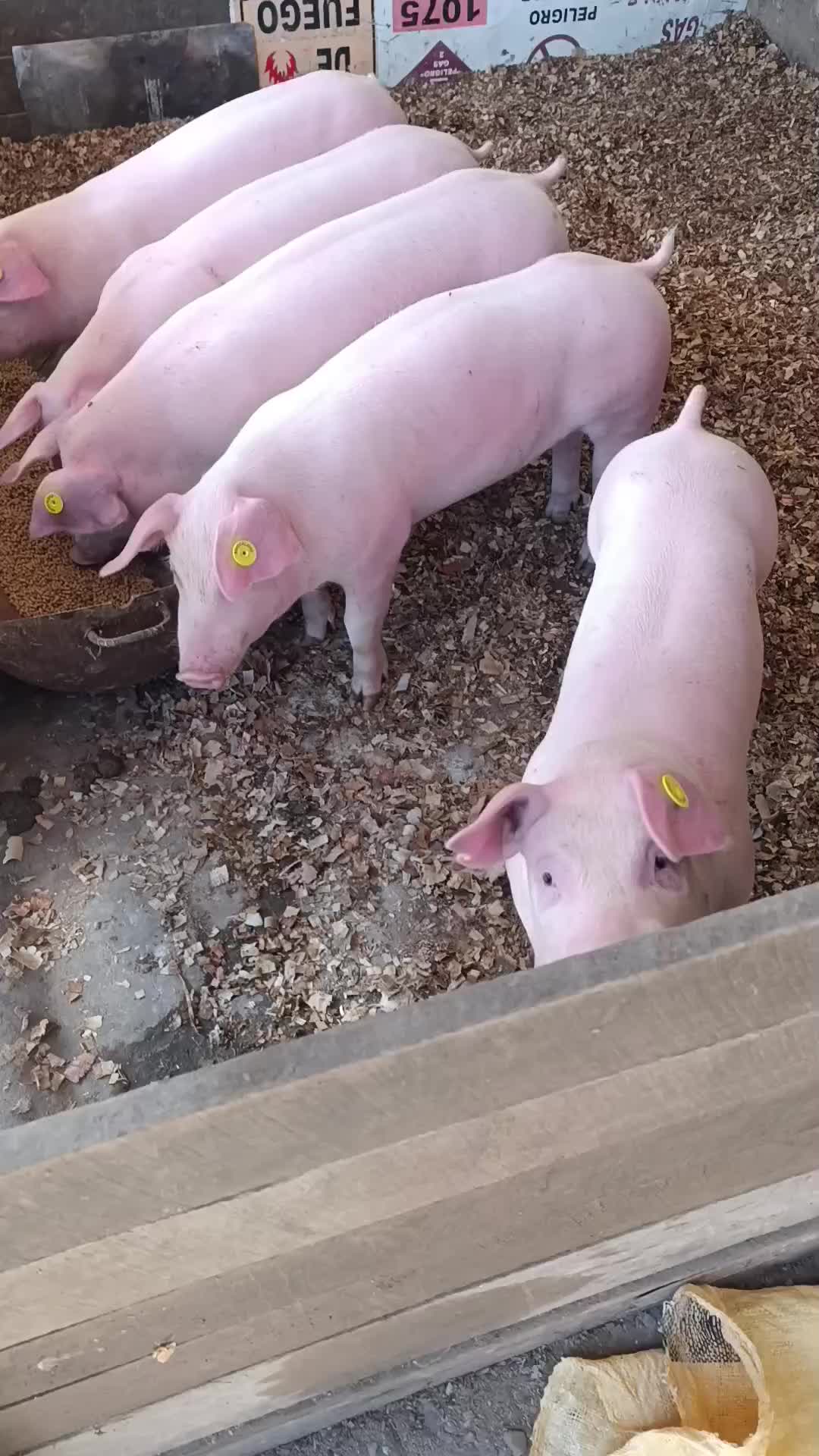 @Granja Porcina Guz