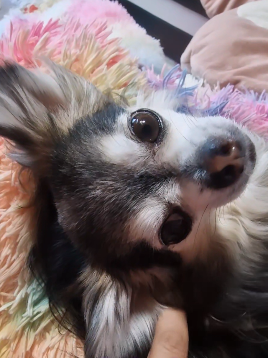 @🌸🐾꧁ 𝒮𝒶𝓃𝓃𝒾 ꧂🐾🌸