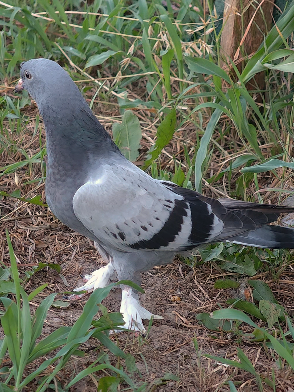 @Kuşcu Emre
