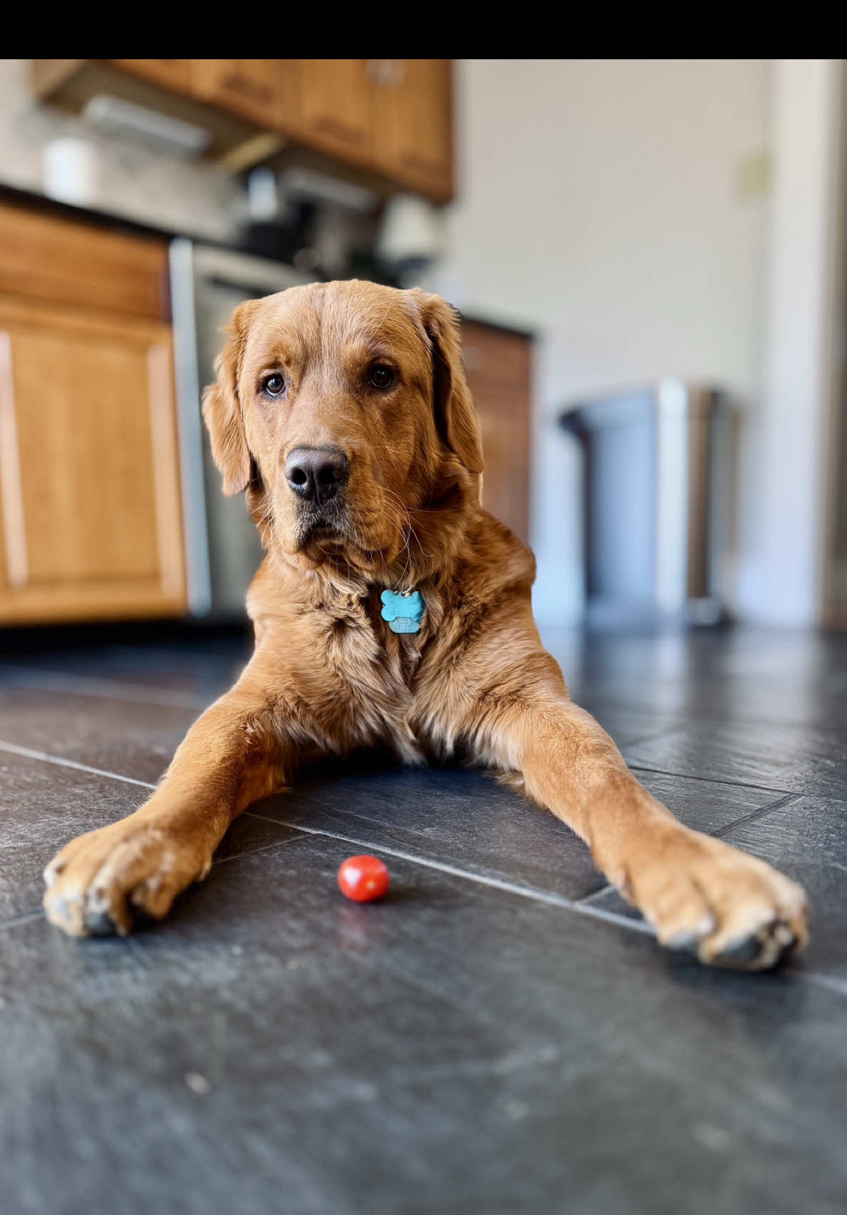 @Rooster The Red Retriever