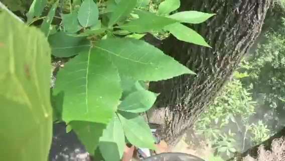 @The Tree Assassins