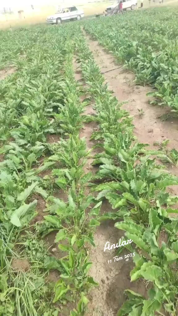 @Türki Korak