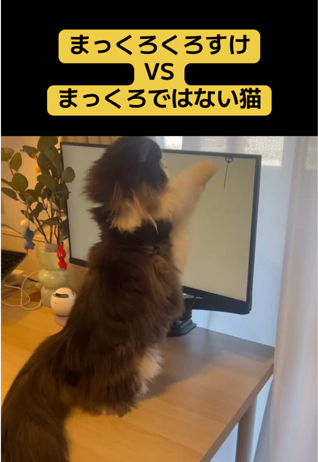 @みちゃよも🐶🐱