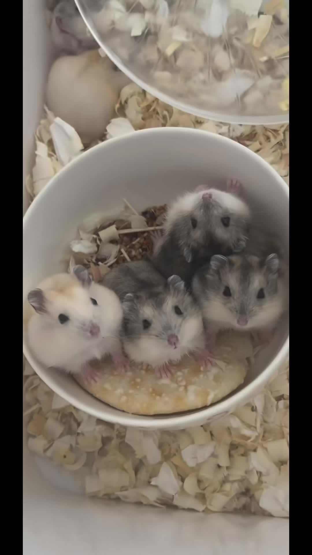 @chips.hamster