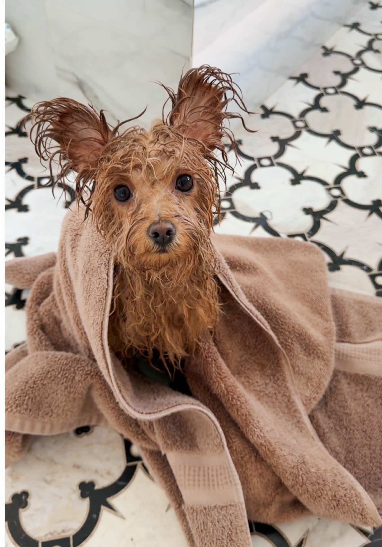 @Honey The Pomapoo 🧸