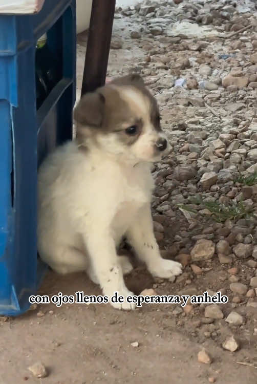 @Funny dogs 226