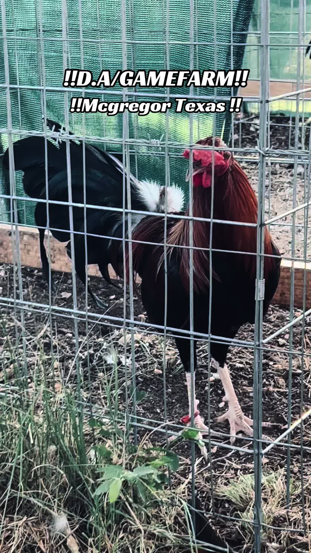 @DAgamefarm