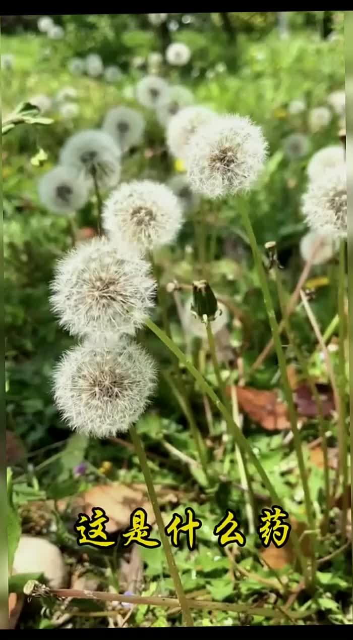 @gaib0009