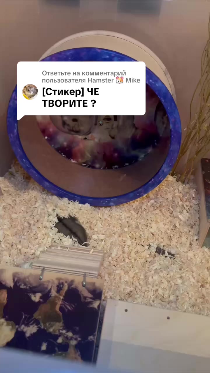 @хомяк Ричард 🐹