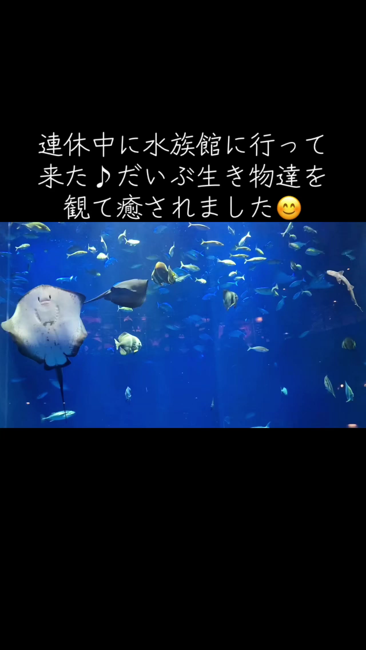 @すぎさん