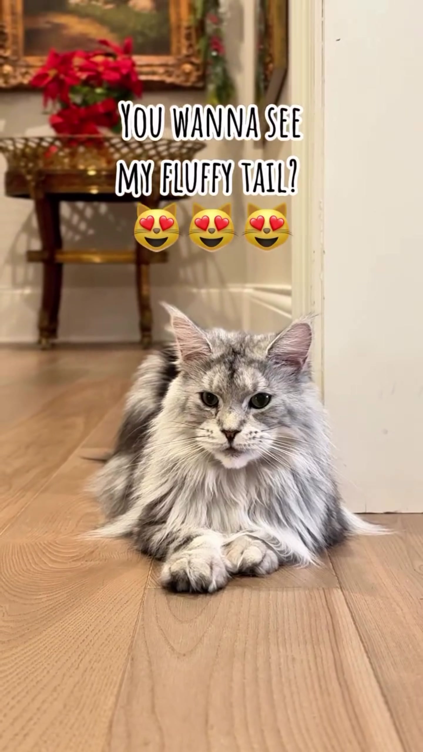 @Winnie: Maine Coon Kitty