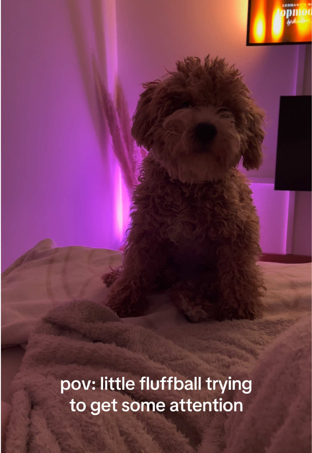 @dinothemaltipoo