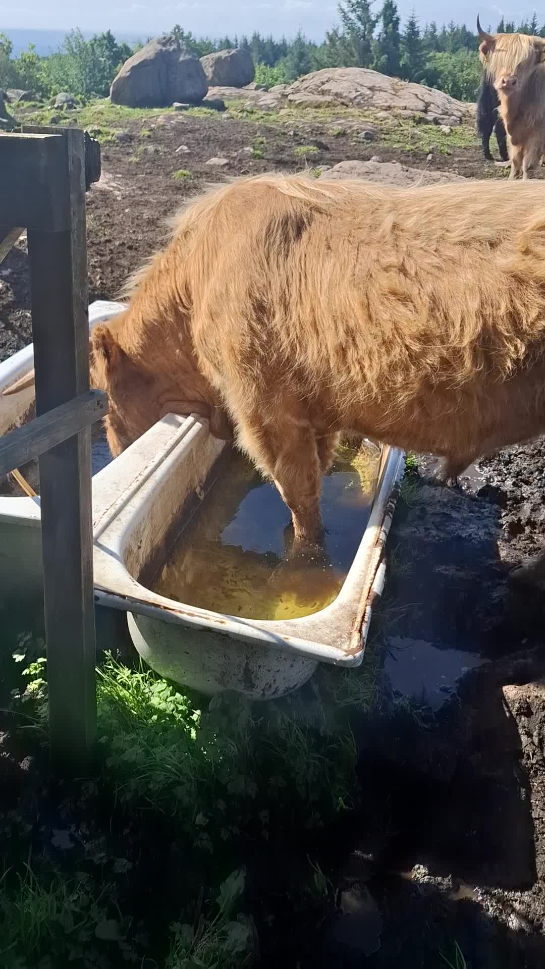@Highland.Bull