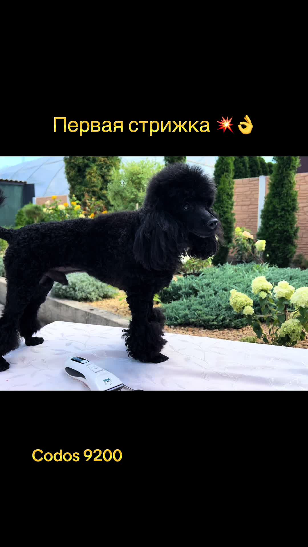 @TURKMEN ALABAI kennel FCI 🌏