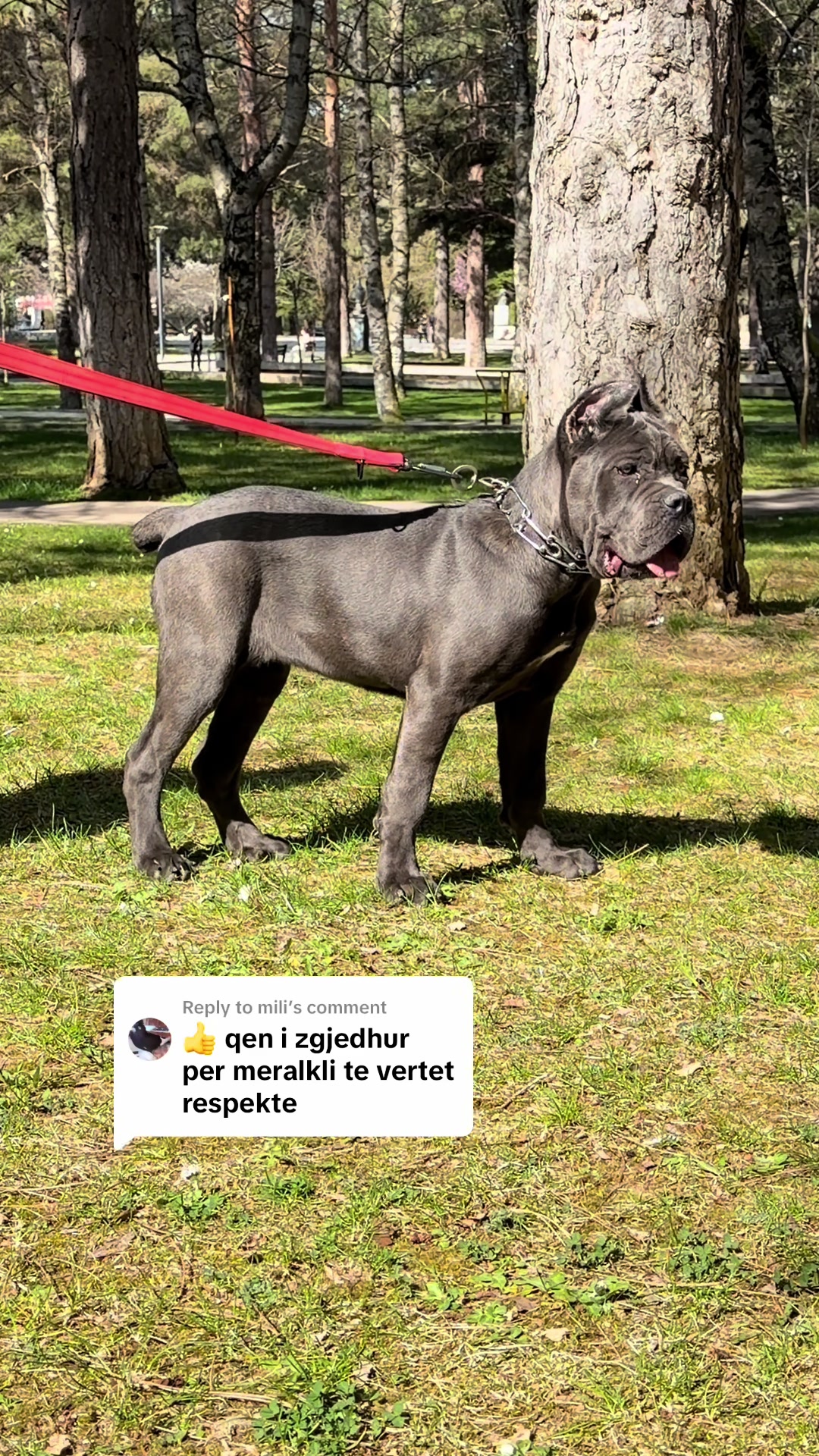 @guardiani_di_lako