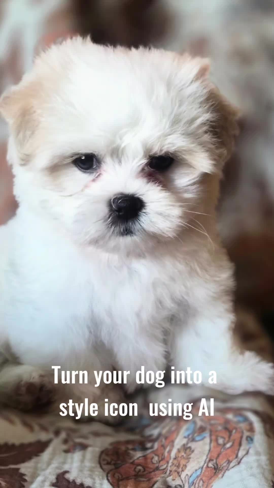 @Barb's Precious Pups