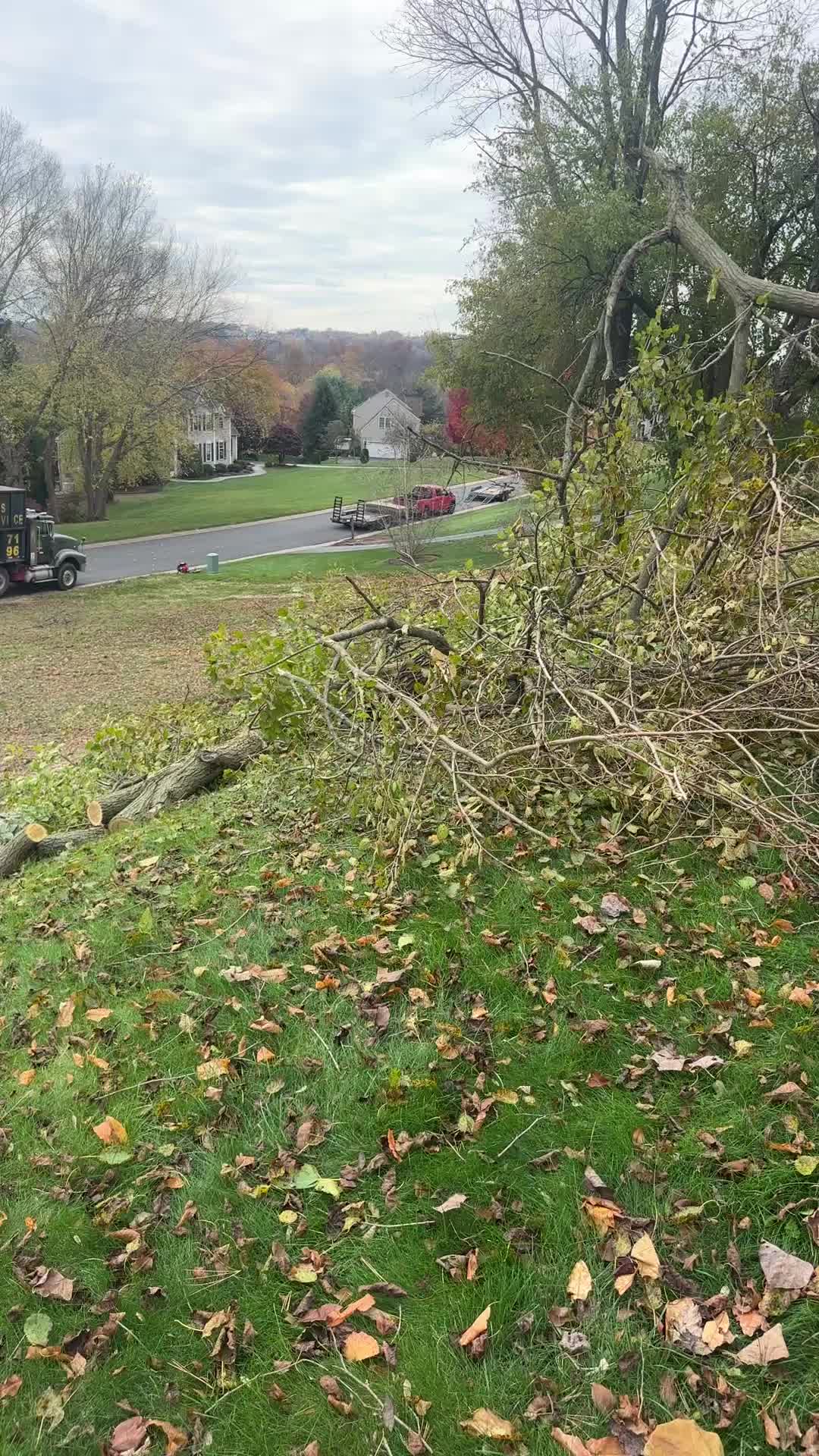 @Teto tree service