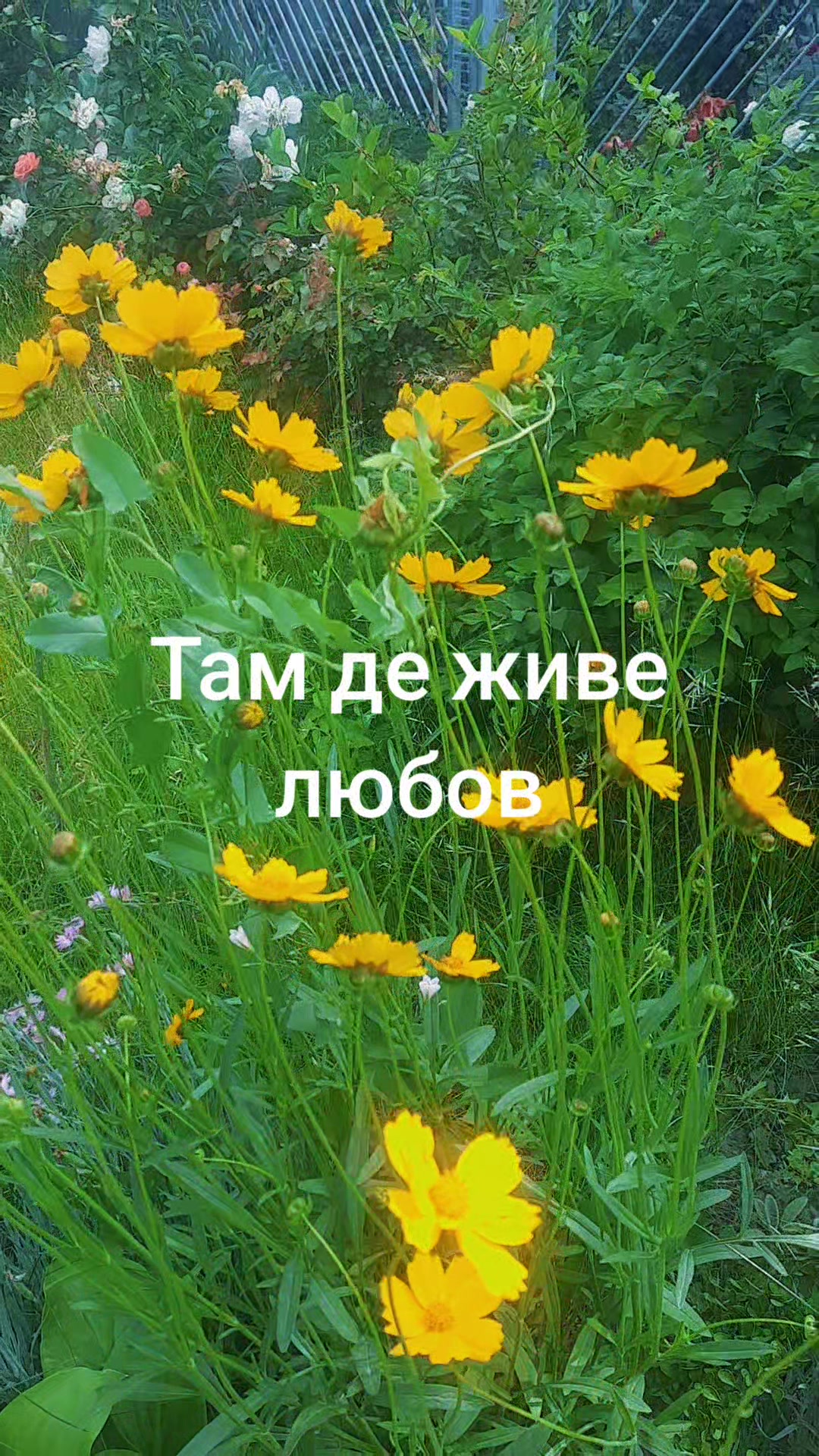 @Божена