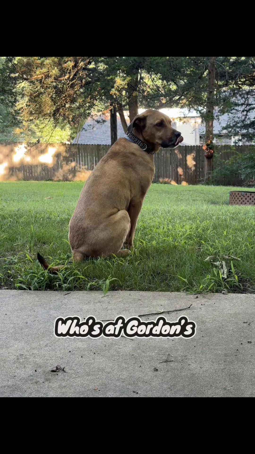 @GordonsFosters