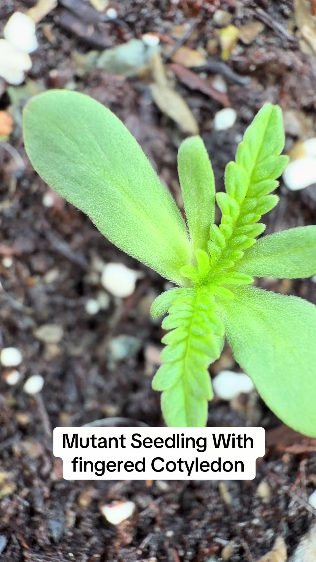 @SEEDTIVA
