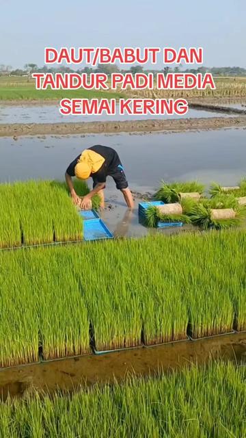 @KANG DIDI BANTENG
