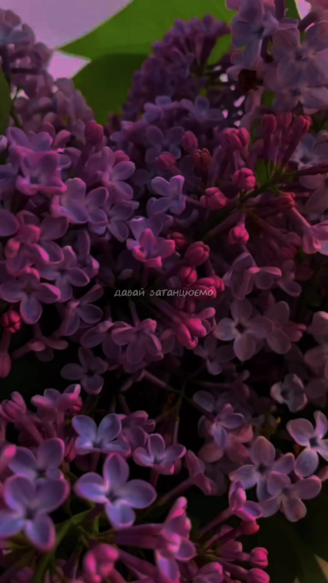 @𝐌𝐮𝐬𝐢𝐜𝐀𝐦𝐨𝐫