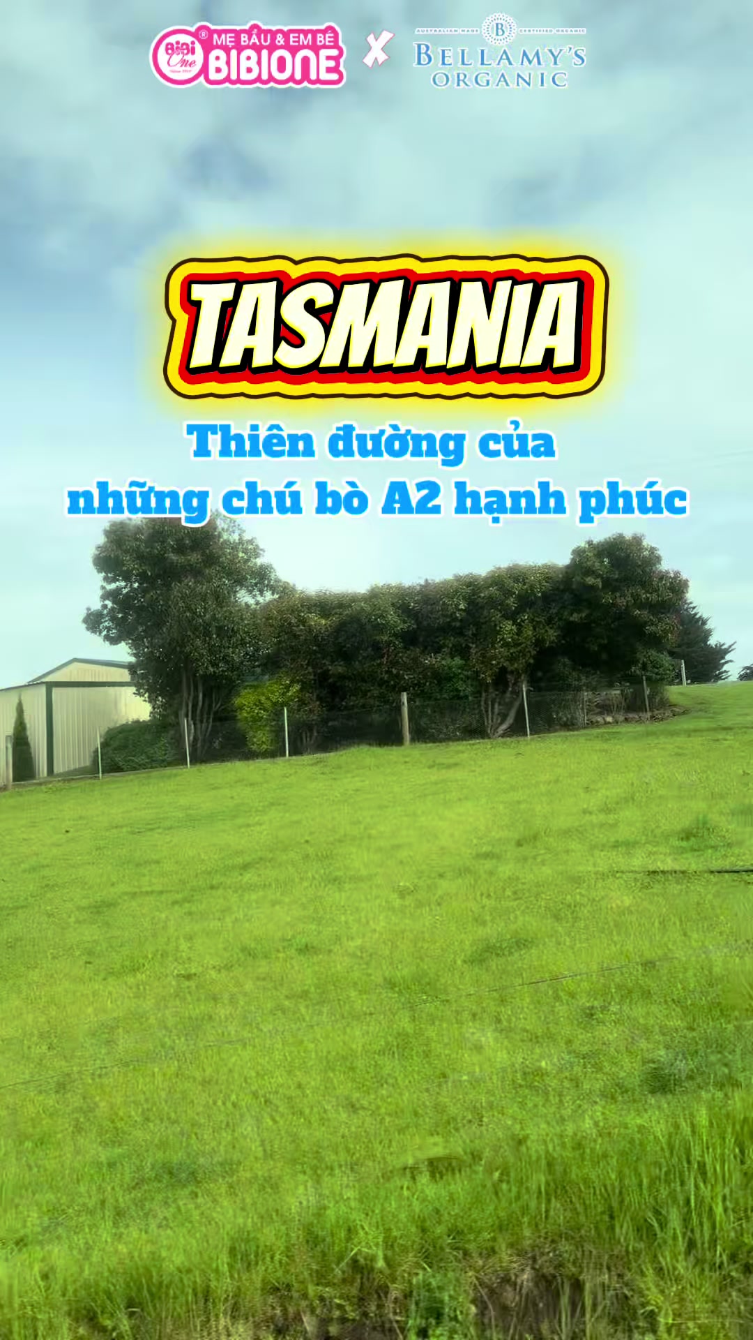 @BibiOne Sữa T&atilde;  Combo Đi Sinh
