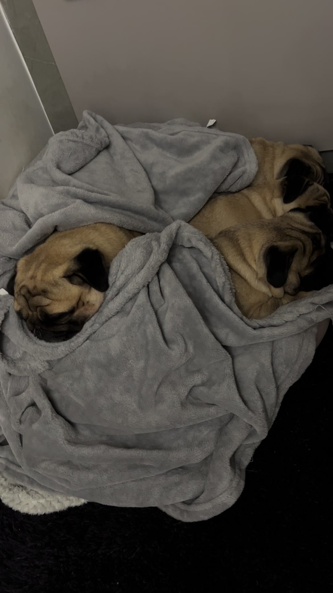 @pugSofyHarry