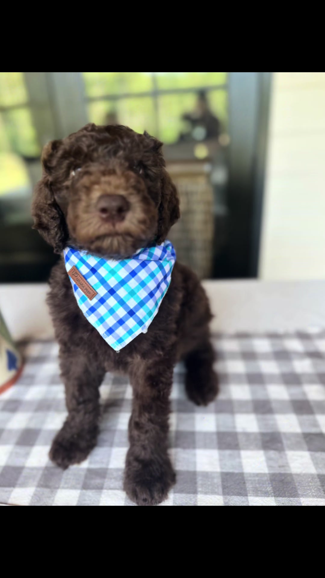 @atlantadoodlesandpoodles