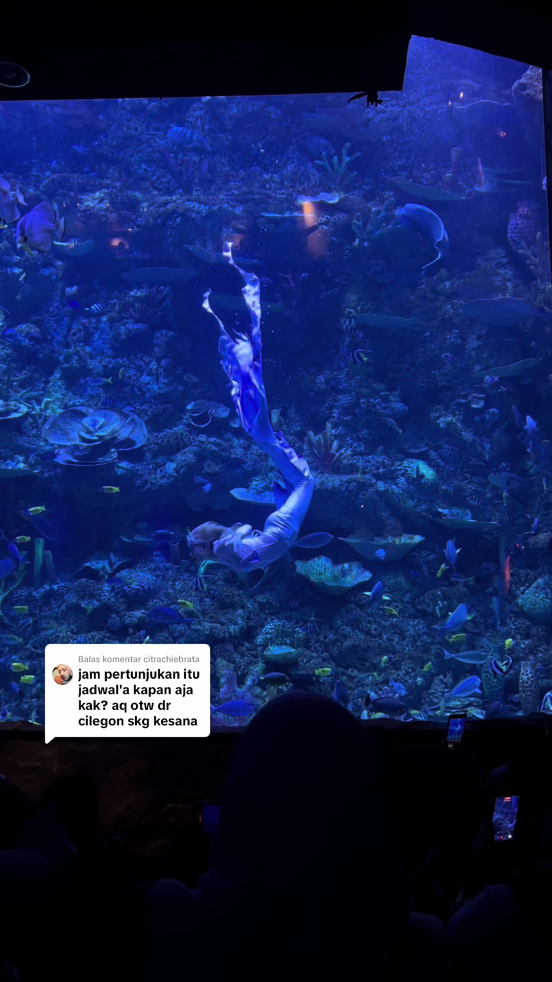 @Mermaid Cryztal